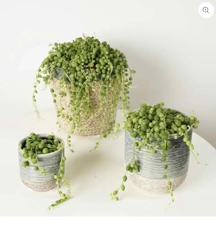 Photo of String of hearts/pearls (Sundorne SY1) #2