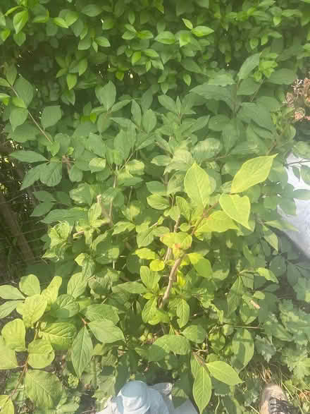 Photo of free plants (NE15 Throckley) #3