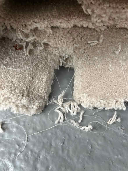 Photo of free Bedroom carpet 4mx4m (South Kirkby WF9) #2