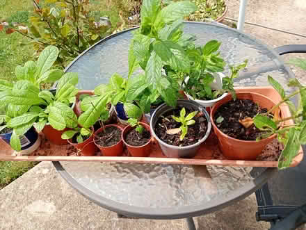 Photo of free Mint and Teasle plants (Temple Cowley OX4) #1