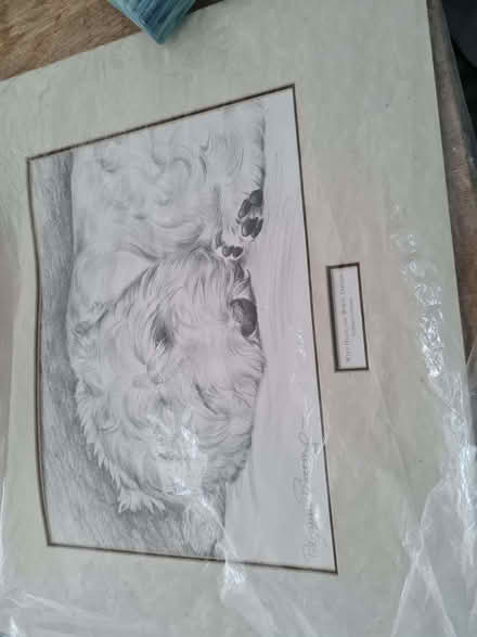 Photo of free Dog drawing print with a mount (Lostock Hall PR5) #1