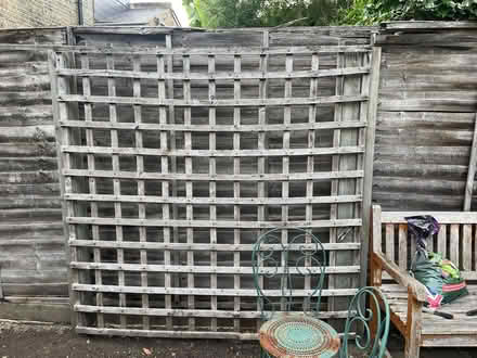 Photo of free Plant climber (Hammersmith) #1