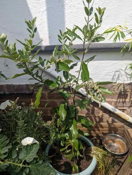 Photo of free Garrya (Tonbridge TN10) #1