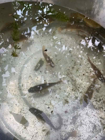 Photo of free Pond fish (Ringwood BH24) #3