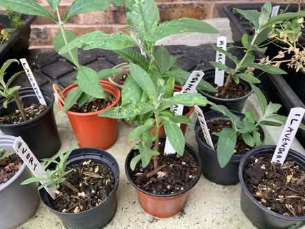 Photo of free Dwarf Buddlia available mixed varieties (Leegomery TF1) #1