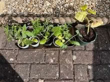 Photo of free Plant left-overs (Caldecott OX14) #1