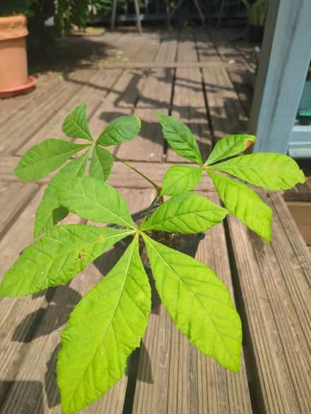 Photo of free Horse chestnut (Tonbridge TN10) #1