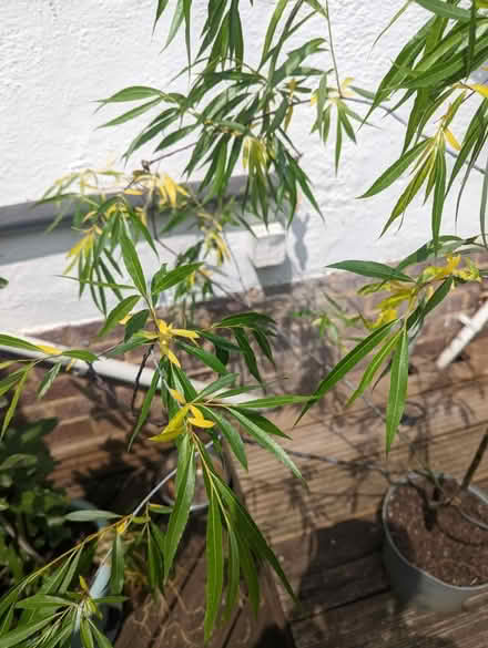 Photo of free Willow tree (Tonbridge TN10) #2