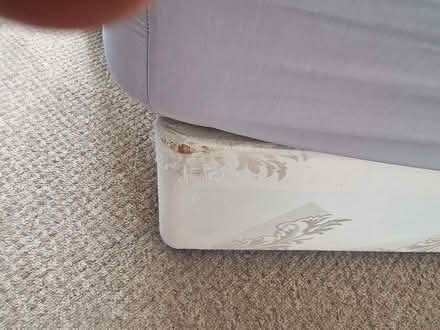 Photo of free Double bed base no matress (Hampden Park BN22) #3