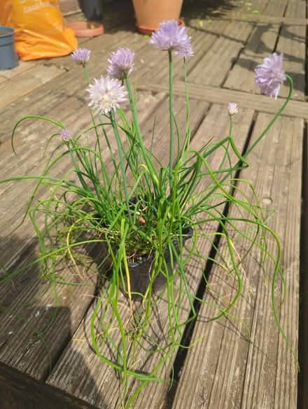 Photo of free Chives (Tonbridge TN10) #1