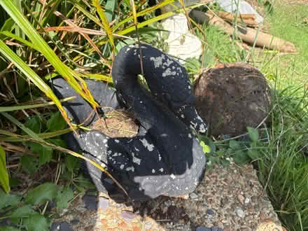 Photo of free Stone swan plant pot (Patcham) #1