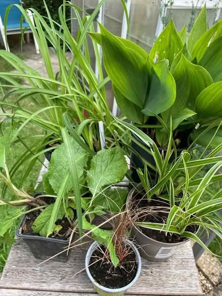 Photo of free Plants (Wickwar GL12) #1