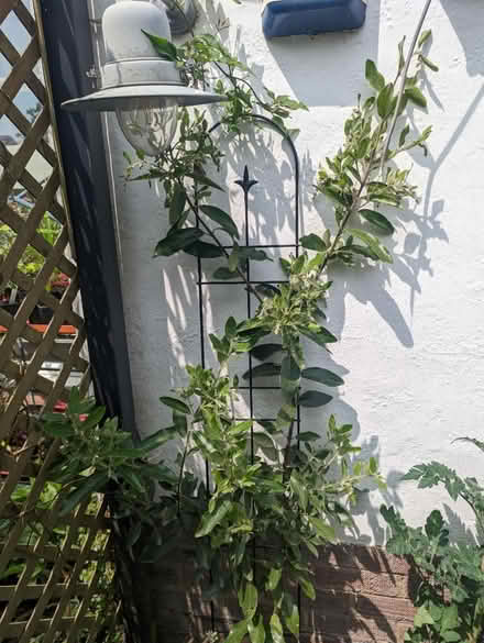 Photo of free Garrya (Tonbridge TN10) #1