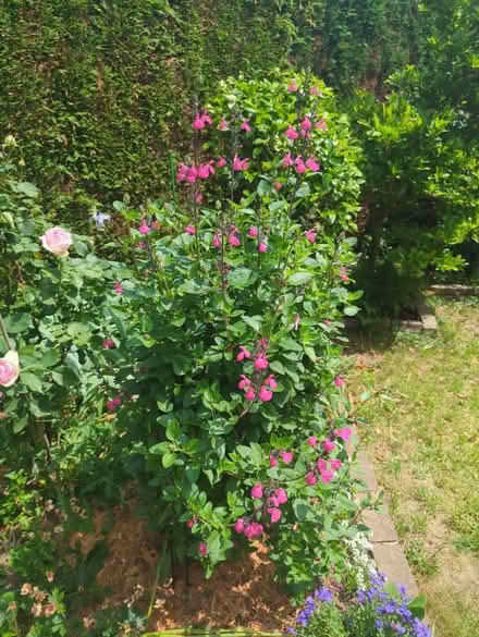 Photo of free Salvia with magenta flowers (Tonbridge TN10) #2