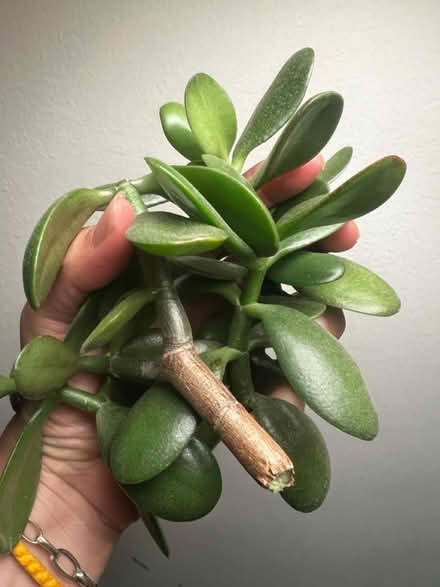 Photo of free Jade cuttings (Arlington, VA) #1