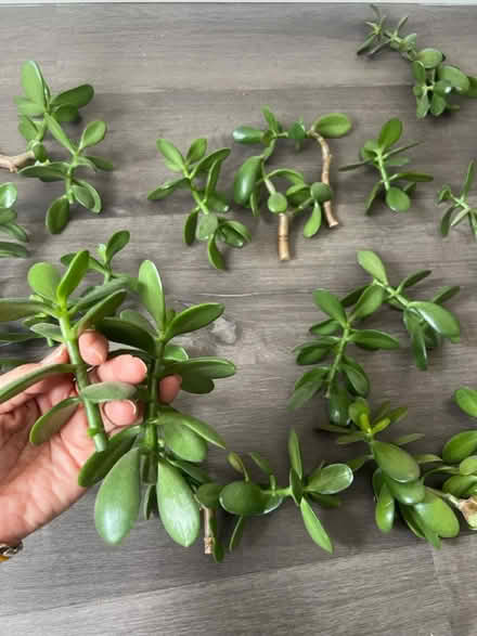 Photo of free Jade cuttings (Arlington, VA) #3