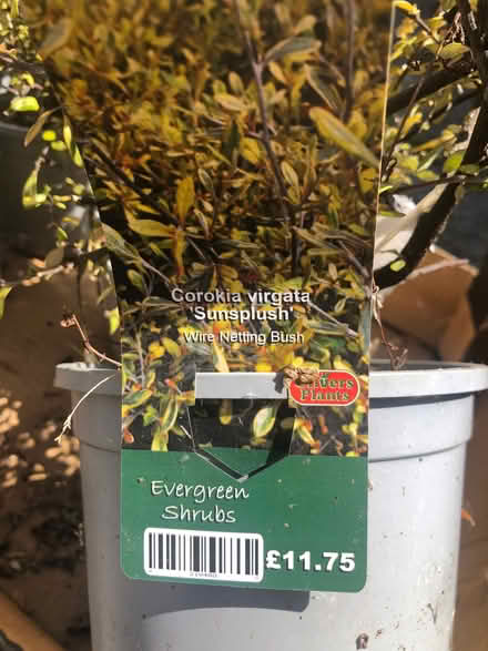 Photo of free Shrubs x 3 (Parson's Heath CO4) #1