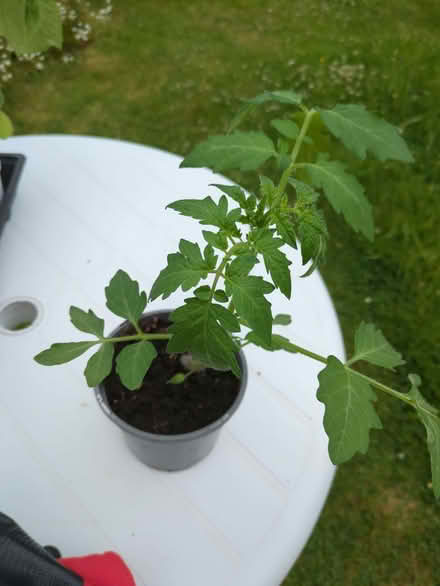 Photo of free Tomato plant (Moorfields) #1