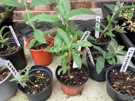 Photo of free Dwarf Buddlia available mixed varieties (Leegomery TF1) #1