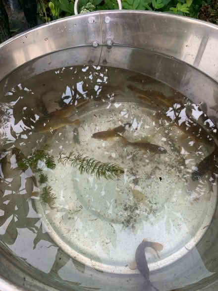 Photo of free Pond fish (Ringwood BH24) #2