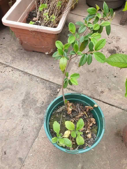 Photo of free Cotoneaster bush (Stoke Heath CV6) #1