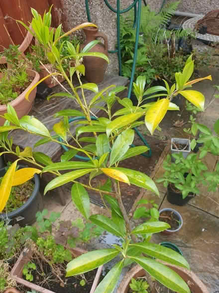 Photo of free Laurel plant, about 2 feet high (Stoke Heath CV6) #1