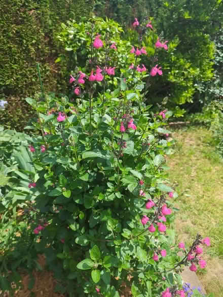 Photo of free Salvia with magenta flowers, no 2 (Tonbridge TN10) #2