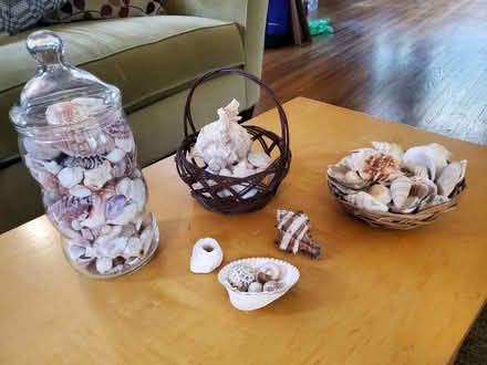 Photo of free Seashell collection (Ravenna) #1