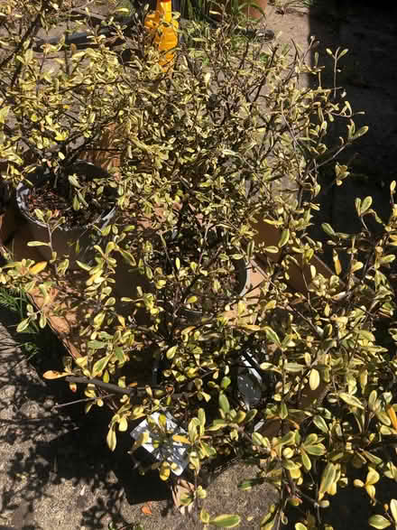 Photo of free Shrubs x 3 (Parson's Heath CO4) #2