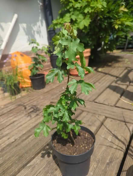 Photo of free Field maple #2 (Tonbridge TN10) #1