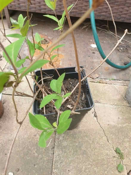 Photo of free honeysuckle plant in pot (Stoke Heath CV6) #2