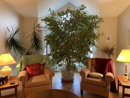 Photo of free Large plants (Edmonton south) #1