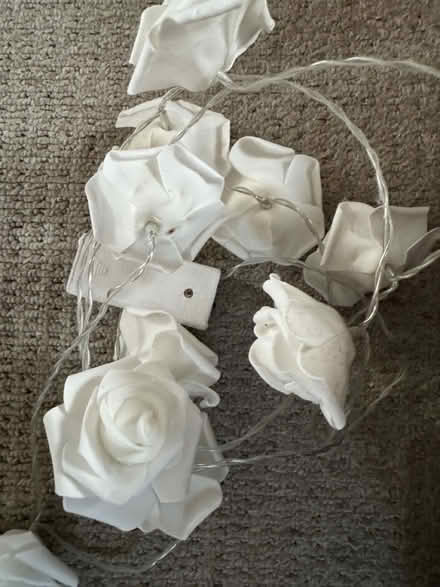 Photo of free Battery operated rose lights (GL3) #1
