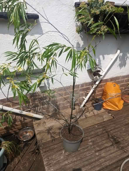 Photo of free Willow tree (Tonbridge TN10) #1