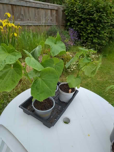 Photo of free Cucumber plants (Moorfields) #1