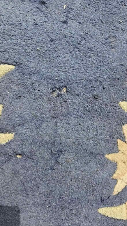 Photo of free Oriental Rug (CT10) #3