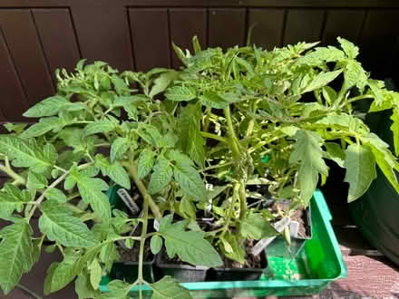 Photo of free Tomato Plants (Eastbourne BN21) #1