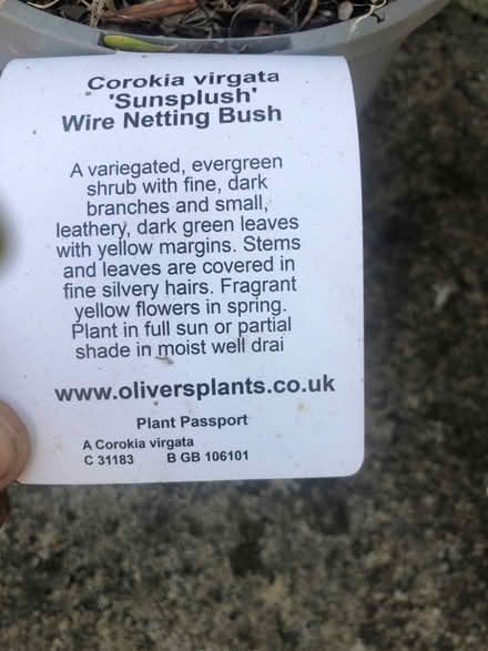 Photo of free Shrubs x 3 (Parson's Heath CO4) #3