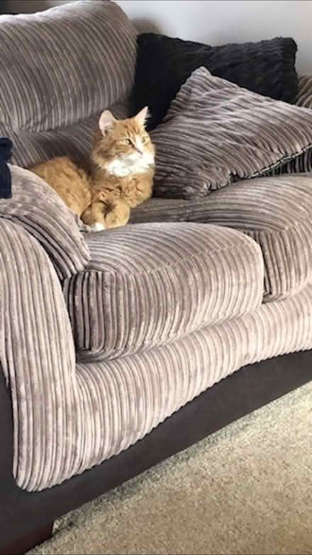 Photo of free 2seater sofa (College Gardens CW3) #2