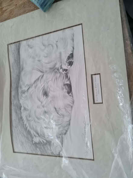 Photo of free Dog drawing print with a mount (Lostock Hall PR5) #1