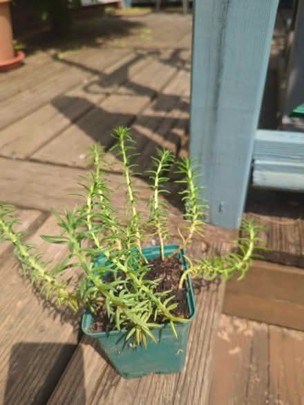 Photo of free Sedum (Tonbridge TN10) #1