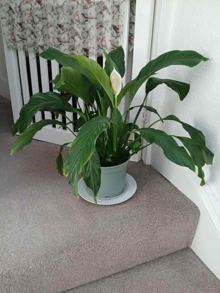 Photo of free Indoor Plant (Lark Lane Area L17) #1