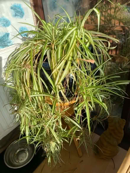 Photo of free Baby Spider Plant Cuttings (BA11) #1