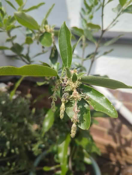 Photo of free Garrya (Tonbridge TN10) #2