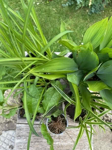 Photo of free Plants (Wickwar GL12) #2