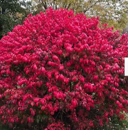 Photo of free 7 foot tall Burning Bush shrub (North Wheaton) #1