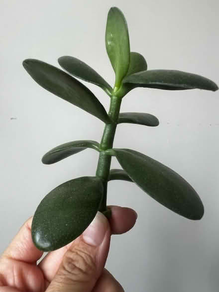 Photo of free Jade cuttings (Arlington, VA) #2