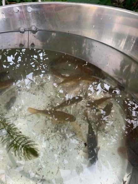 Photo of free Pond fish (Ringwood BH24) #1