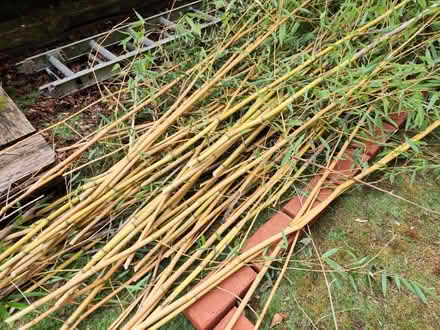 Photo of free Bamboo canes (Cringleford NR4) #1