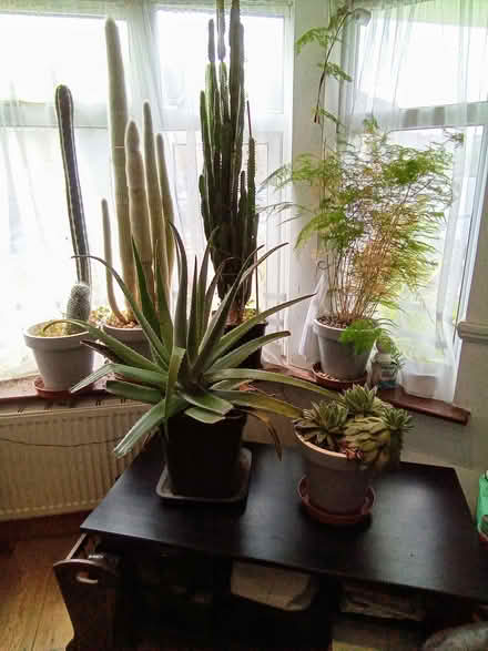 Photo of free House plants (Plumstead SE18) #1
